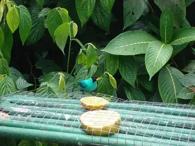 Asa Wright Nature Centre